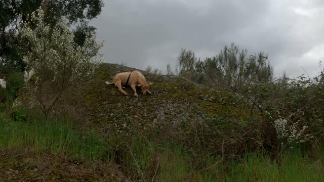 Suzie Pushes Meatball the Goat Sliding Down Boulder