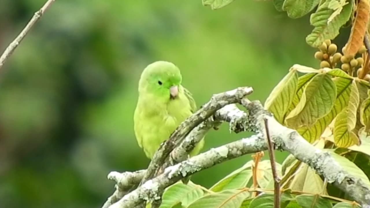 Beautiful Birds