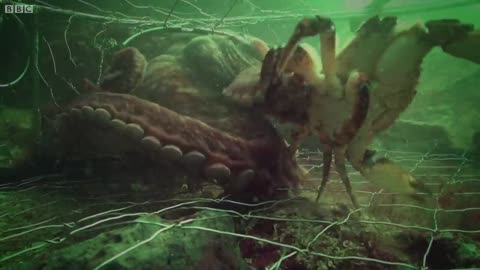 Octopus steals crab from fisherman