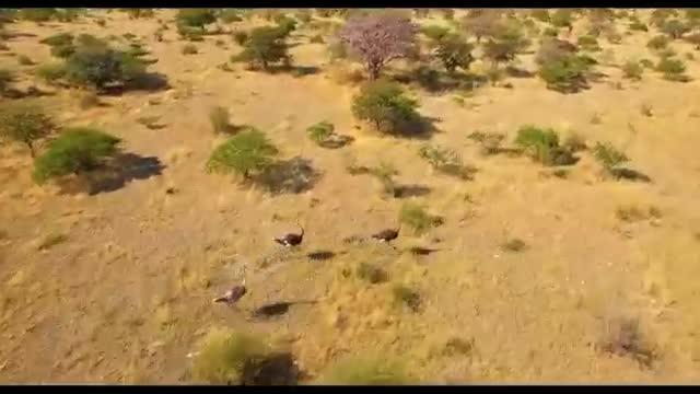 Observing the animals' every move in the air, a magical world of beautiful grasslands