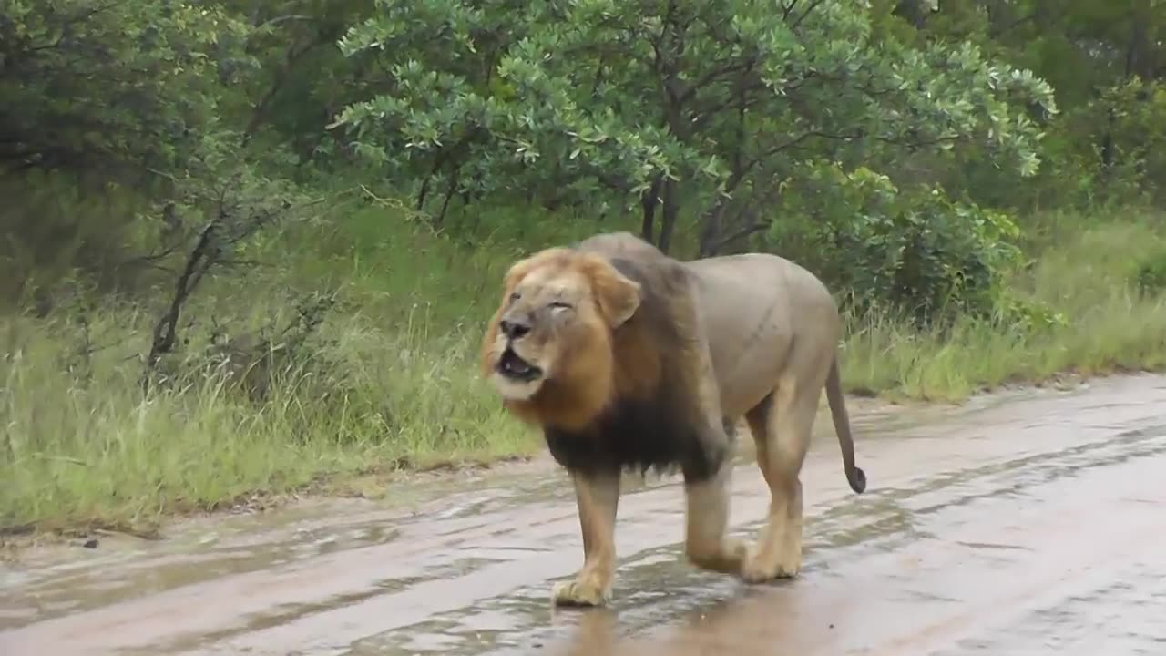 Big male lion in the rain