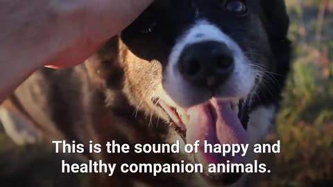 the sound of happy healthy animall