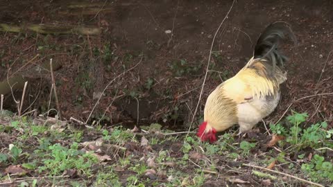 Chicken Bird Fowl Rooster Animal Pecking Foraging