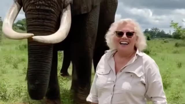 Elephant pretends to takes woman's hat