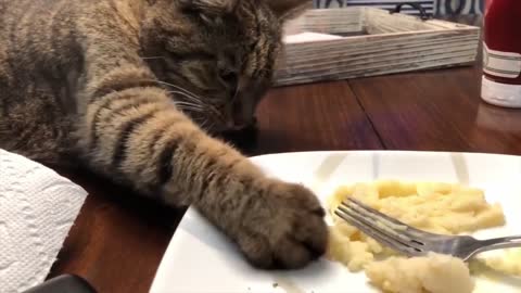 Funny cat will make you laugh for hours