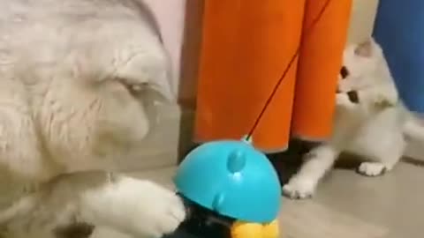 Funny, education cat video