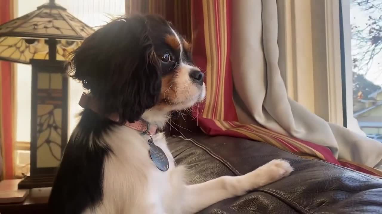 Beanie 17wks Cavalier King Charles Spaniel looking out the window. So exciting