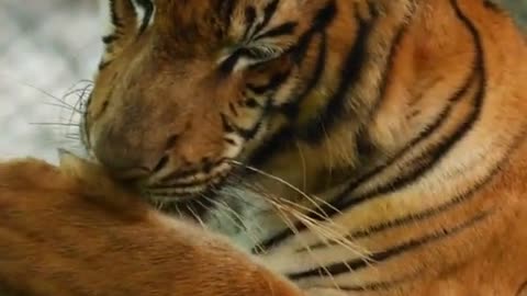 5 interesting facts about tigers