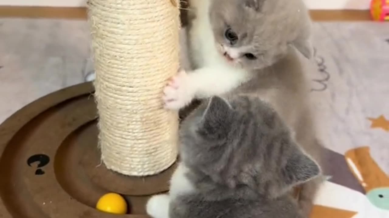 "Purrfect Playtime: Cute Kittens Unleash Their Playful Charm!"