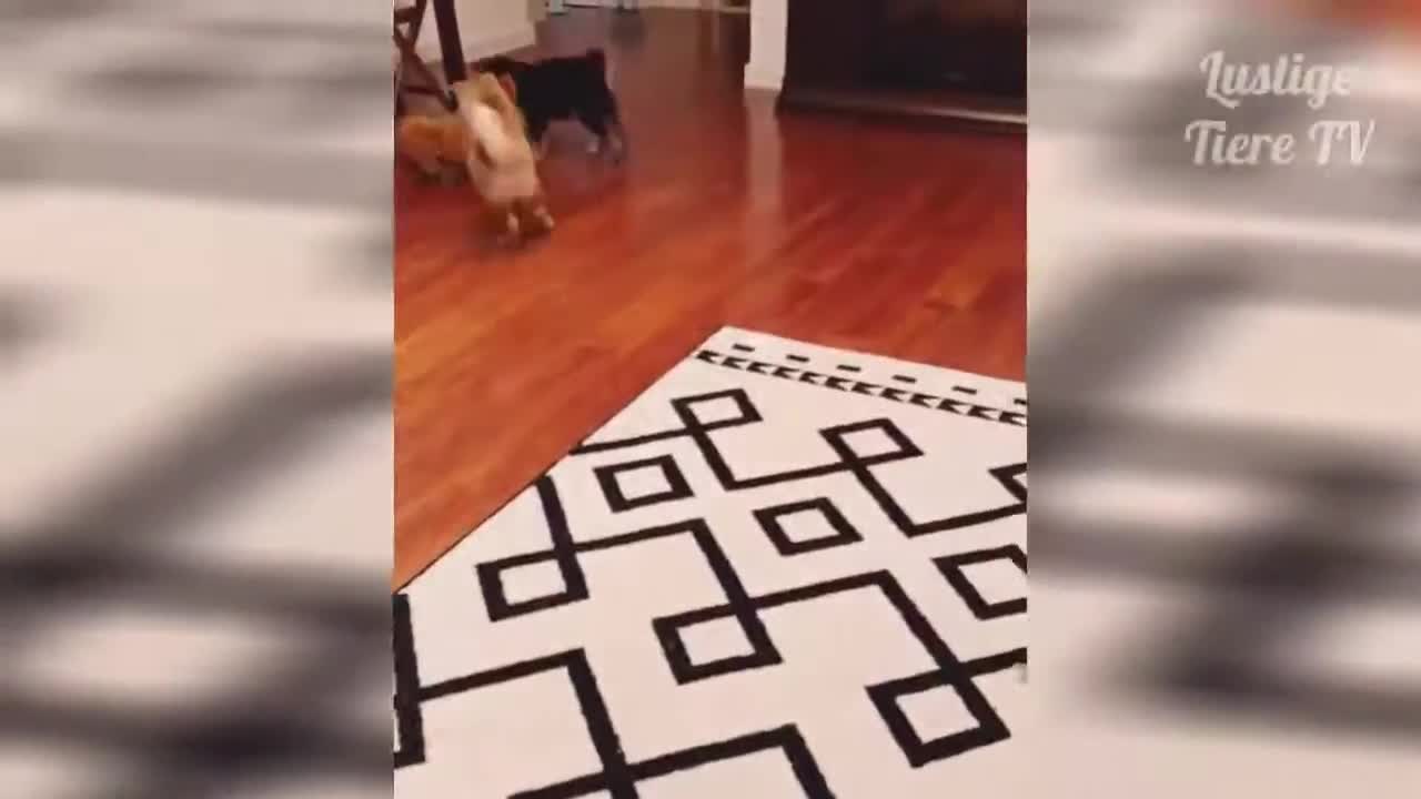 Hunde und Katzen zum Totlachen