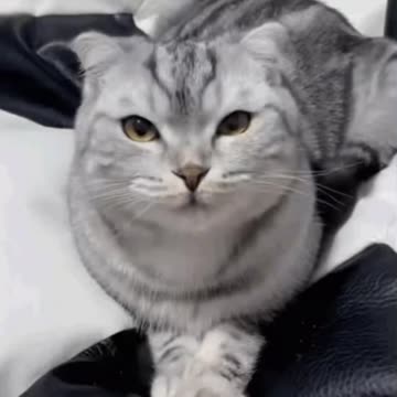 Cute Cat Gif