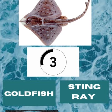 Fish Frenzy 5 A fast-paced quiz short