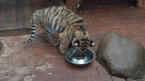 Tiger boy, are you done with the dishes