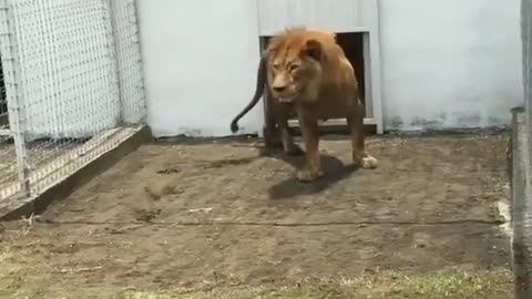 Angry Lion