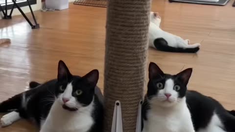 Salken ygy #winterfamily #kucinglucu #trending #shorts #catlover #viral #cat #funny #kucing 