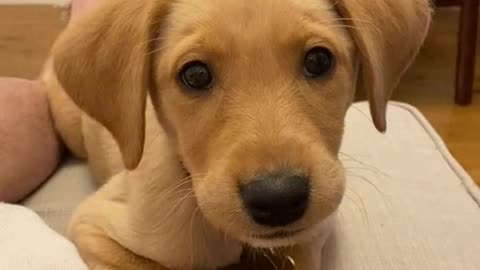 Cute Puppy