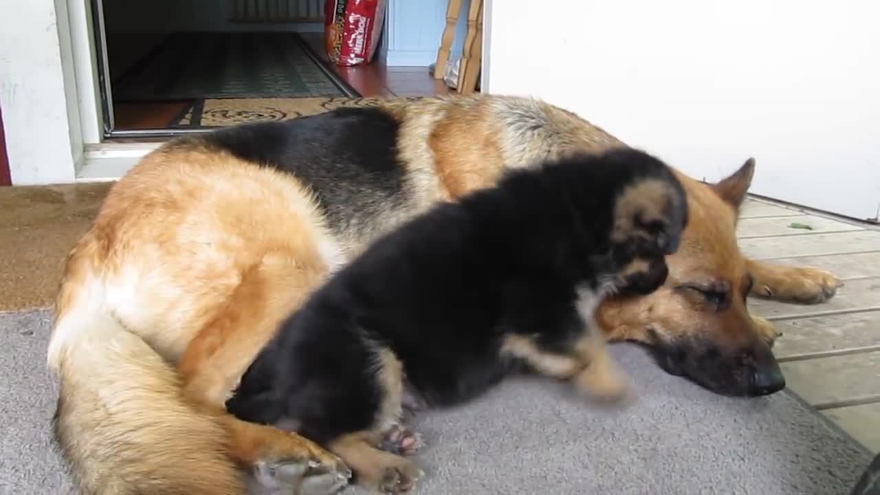 German shepherd puppy - Playing with mom