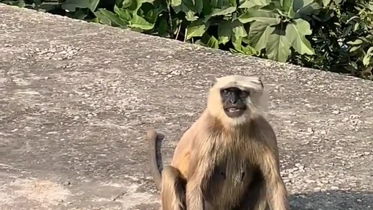 Angry monkey 🐒😱 _ Monkey video _ discovery channel _ #shorts #monkey #viral