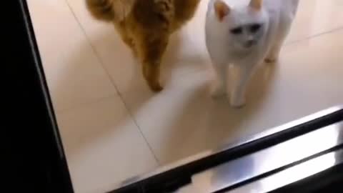 There's no one without a cat, is there?