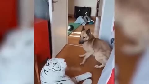 Funny Animals Video 😂🤣