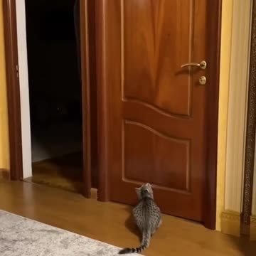 DO YOU HAVE PET OR NOT