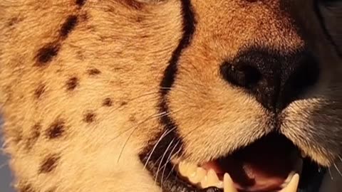 Cheetah contact calling on a late afternoon for her siblings