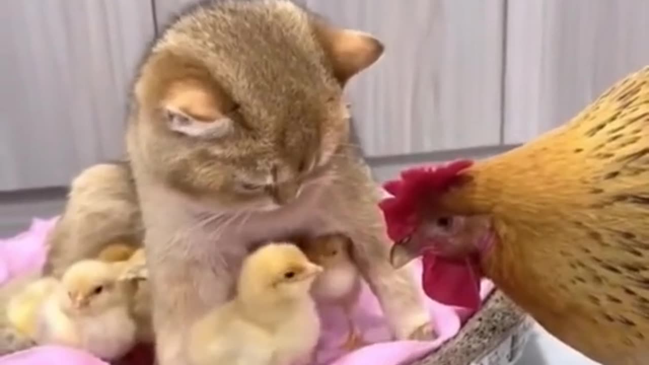 Animals funny entertaining video clip