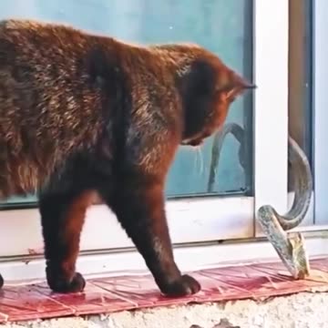 Cat vs snake 🐍 fight #minivlog #shorts #viral