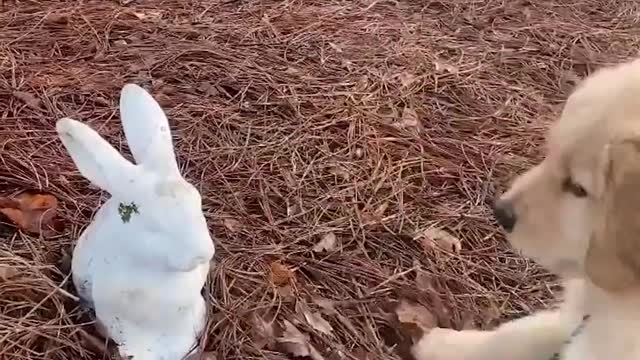 The funniest and cutest golden retriever puppy Funny puppy