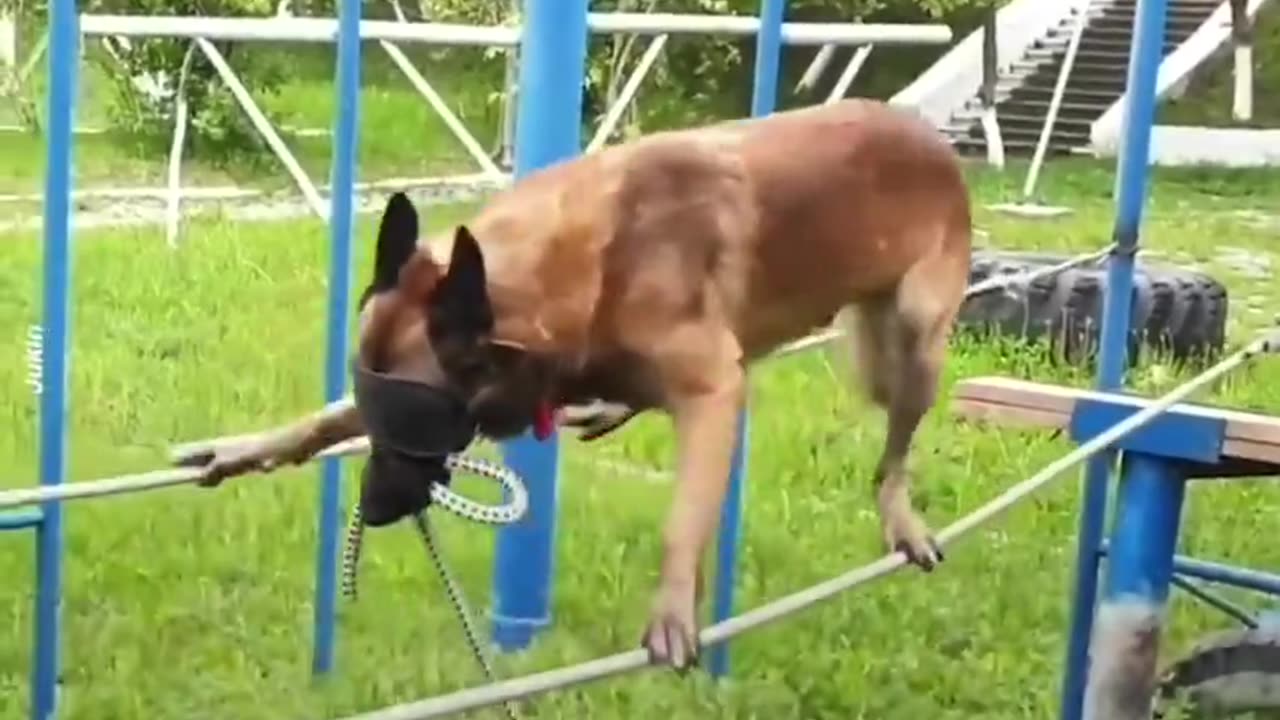 Harsh Police Dog Training