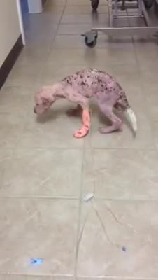 A los 3 meses luchó por su vida, hoy protege a su salvador