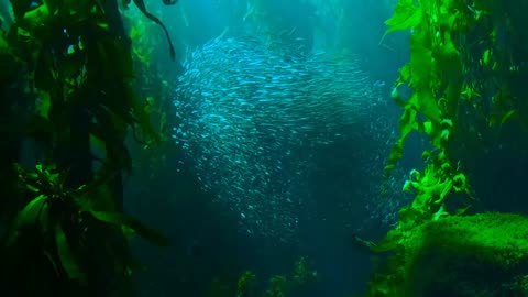 The fish and the Kelp seaweed