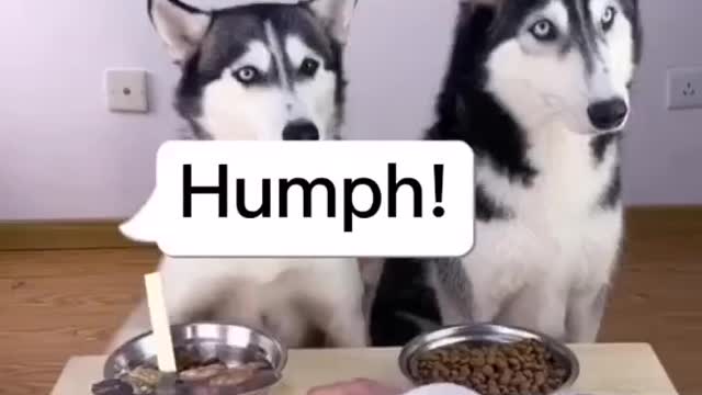 I was taught a lesson by a dog