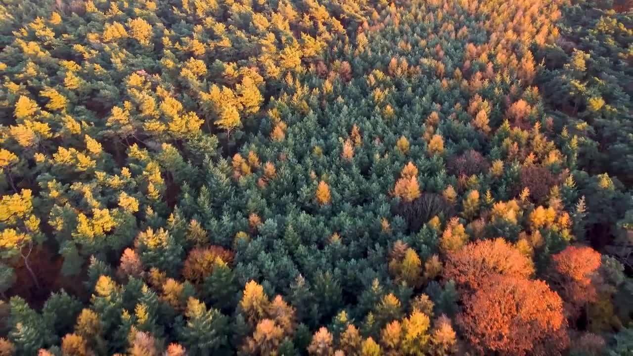 Enchanting Autumn Forests with Beautiful Piano Music