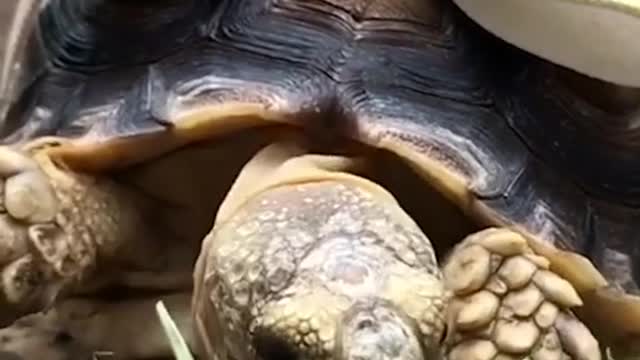 How Ethel celebrates October 3rd 🐢 🎀ig etheltheglamourtort