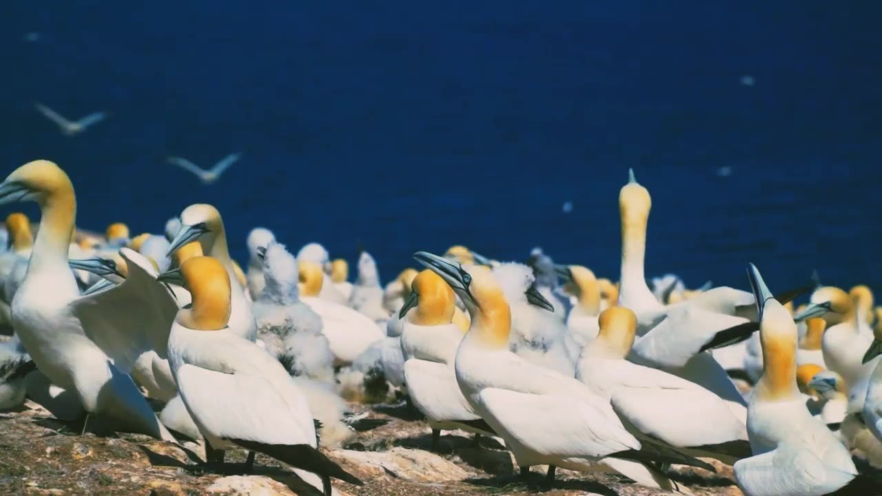 gannet