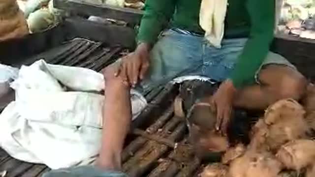 COCONUT HARVEST