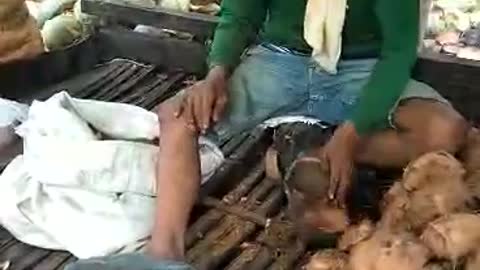 COCONUT HARVEST