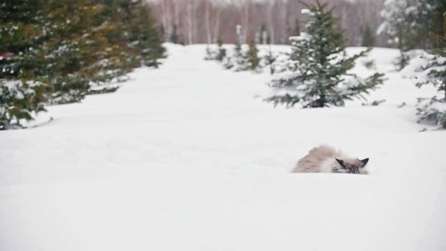 Big furry cat thrown into the snow between trees