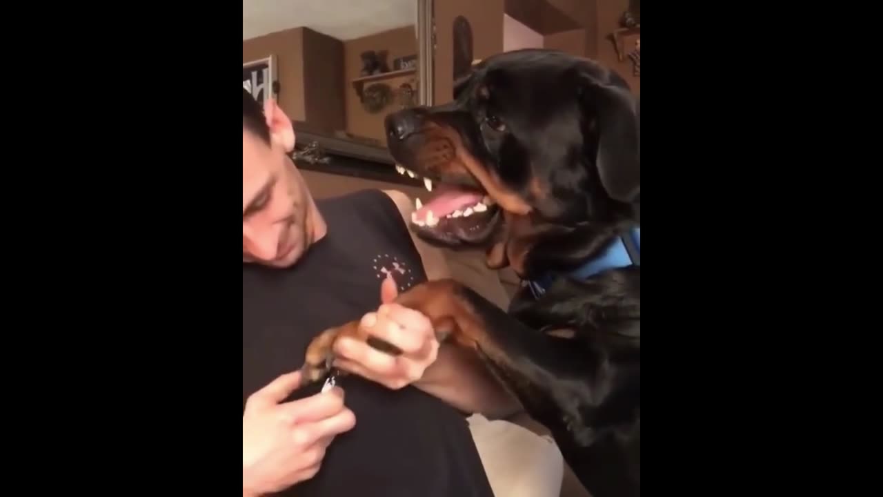 Dog Funny Moments!