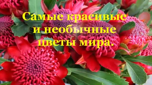 Самые красивые и необычные цветы мира. Цветы и вдохновение. Обзор. Ангел пролетел.