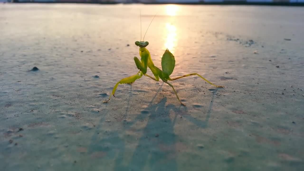 Praying Mantis VS Centipede. The winner_