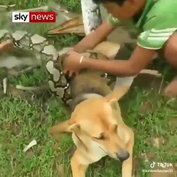 Family Saves Dog From A Snake