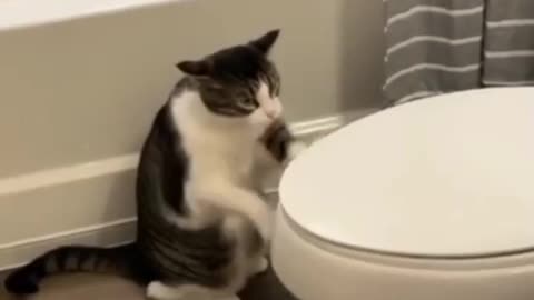 Funny video for cat 😺