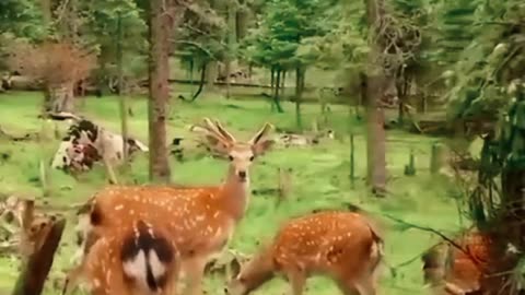 Cute deer