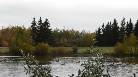 Birds Lake Water Nature Animal Feather Swim