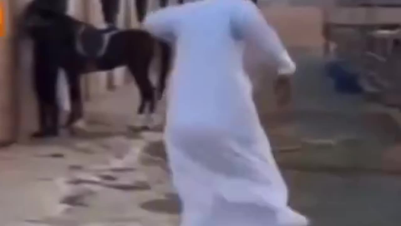 Funny horse hitting man, 🤣😂