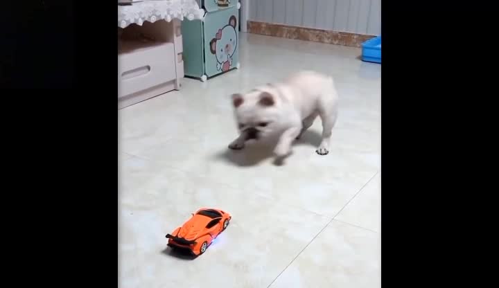 Funny puppy playing with car(just for laugh)