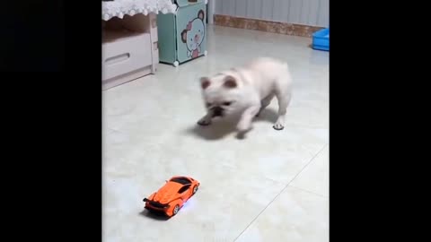 Funny puppy playing with car(just for laugh)