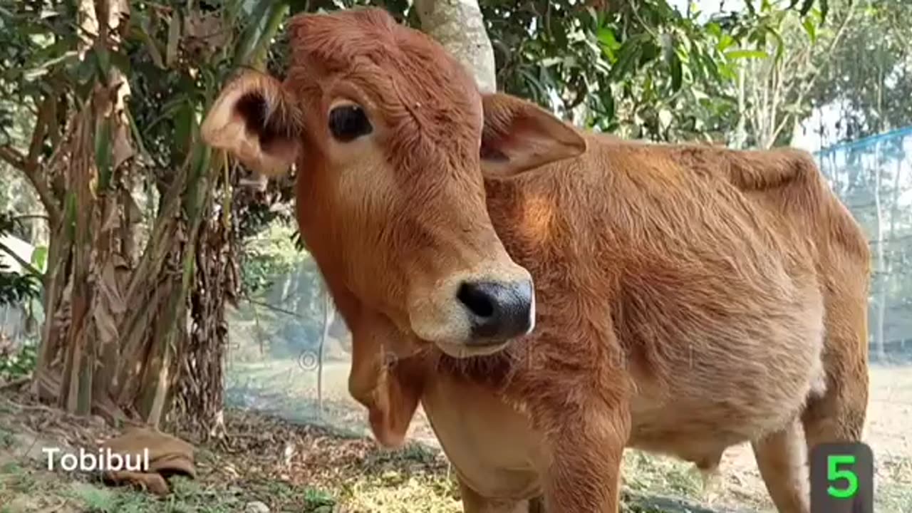 A cow with a baby at her feet is crying a lot